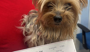 Sequor Law Celebrates National Pet Day with Donation to PAWS4you Rescue 