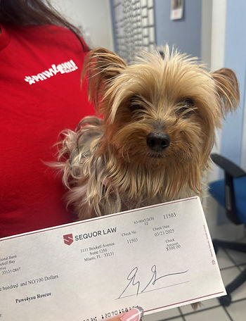 Yorkshire terrier dog held by LL Law Firm employee, National Pet Day PAWS4you rescue donation
