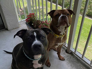 Athena and Zeus Acanda