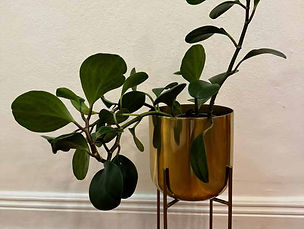 Fiddle Leaf Rome