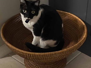 Kitty Falcon
