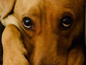 Smush Tobin